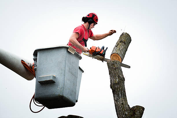 Best Seasonal Cleanup  in USA